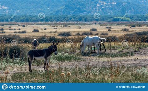Donkeys And White Horses In A Field In Greece Stock Photo Image Of Nature Mountains 129127884