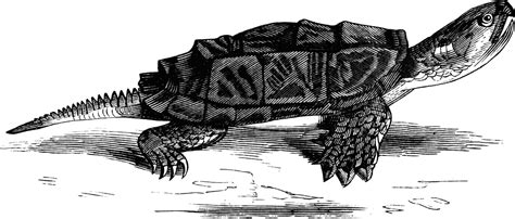 Snapping Turtle Clipart Etc