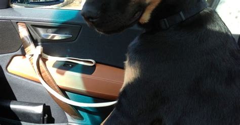 Husky Bloodhound Golden Retriever Mastiff Mix Blue Eyes Black And