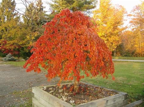 They are usually under 10 feet tall, whereas their standard counterparts can. Dwarf Ornamental Trees | Prunus snofozam - Snow Fountain ...