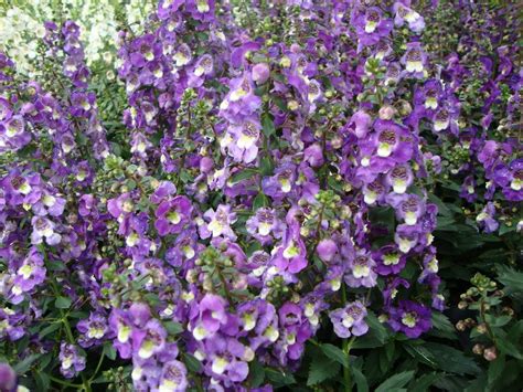 Photo Of The Entire Plant Of Angel Flower Angelonia Angustifolia