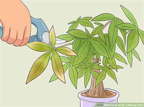 Maybe you would like to learn more about one of these? 4 Ways to Care for a Money Tree - wikiHow