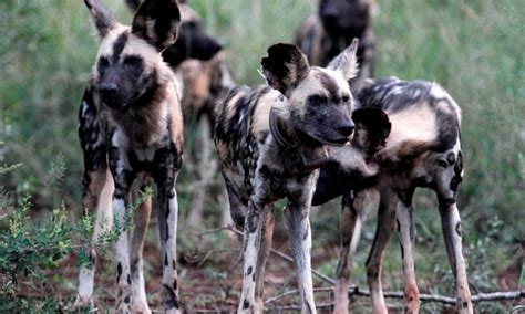 The Three Legged Painted Wolves Of Manyoni Africa Geographic Wild