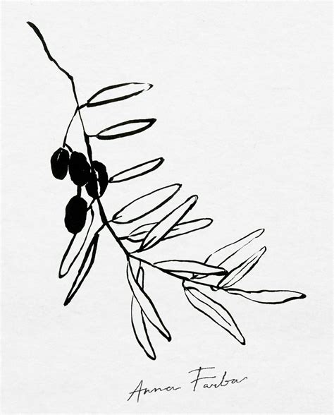 Olives Ink Drawing By Anna Farba Botanical Illustration Studio