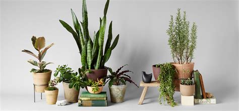 Pothos (epipremnum aureum) pothos plants are one of the easiest, most commonly grown houseplants because of their laid back nature. 11 Best Low-Light Indoor Plants in India | Bagh - Rare Indoor Plants