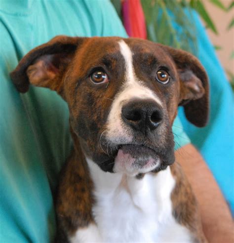 Sometimes, you may find dogs and puppies for free to a good home by an owner who may no longer be able to look after them because of personal circumstances. Cornelius and Tremble, playful Boxer mix puppies debuting ...