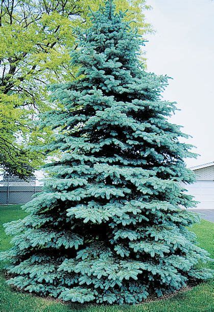 Picea Pungens Glauca Colorado Select Colorado Blue Spruce Picea