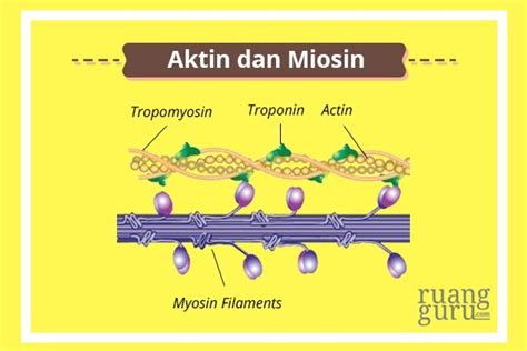 Apakah fungsi lintah untuk kesehatan? Biologi Kelas 11 | Mengenal Mekanisme Kerja Otot