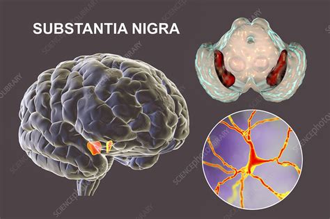Substantia Nigra And Dopaminergic Neurons Illustration Stock Image