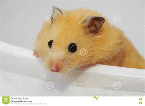 Golden Syrian Hamster Stock Photo Image Of Pets Close 73292850