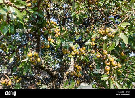 Pero Selvatico Wild Pear Tree Pyrus Pyraster Stock Photo Alamy