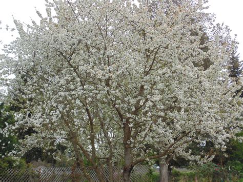 Weeping Flowering Cherry Tree Pruning How To Prune A Weeping Cherry
