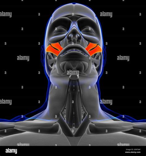 Zygomaticus Anatomía Muscular Mayor Y Menor Para El Concepto Médico 3d