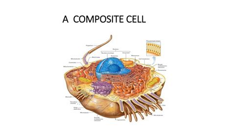 Solution Composite Cell Physiology Of Cell Membrane Studypool