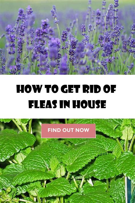We did not find results for: How to get rid of fleas in house, yard and pets. | Flea in ...