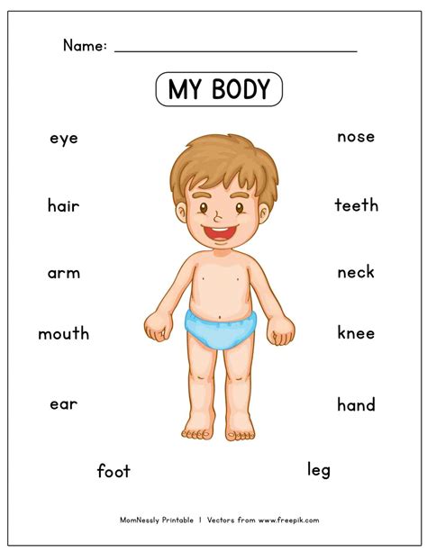 Body Parts Preschool Worksheet