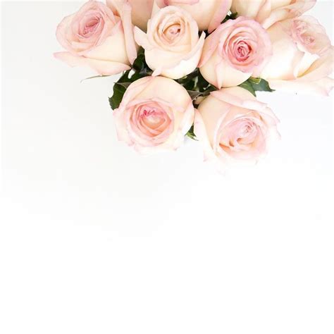 Pale Pink Roses On White Background Wonderfelle Styled Stock