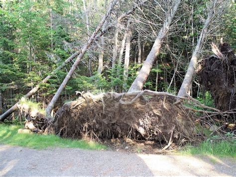 Tree lopping and tree removals quickly get a bad name amidst the grave degree of environmental degradation we see and hear now. Tree Lopping Bald Hills - Tree Removal Bald Hills