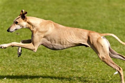 Greyhound Dog Running Speed