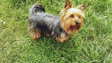 Below is a list of our top 150 puppy names, inspired by the thousands of dogs that have participated in akc sports and events over the years. What Are Some Cute Names for a Girl Yorkie Dog ...