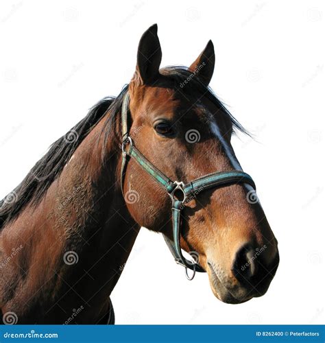 Horse Head Stock Photo Image 8262400