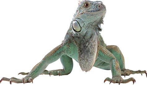 Lizard Png Transparent Image Download Size 2595x1506px