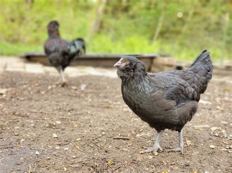 raising free range poultry murray mcmurray hatchery blog