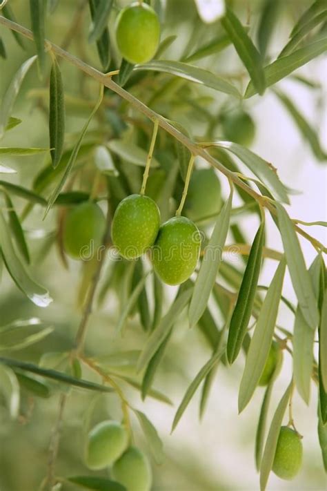 Ideal for any project that requires olive, green, fruit. Olive tree with green fruits in Spain. Olive tree with ...
