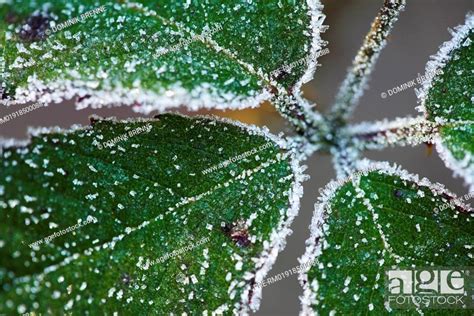 Ice Crystals On A Green Leaf Botanica Stock Photo Picture And Rights