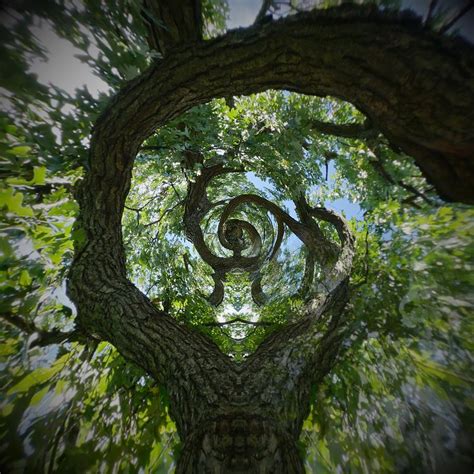 Twisted Tree Photograph By Silvia Marcoschamer Fine Art America
