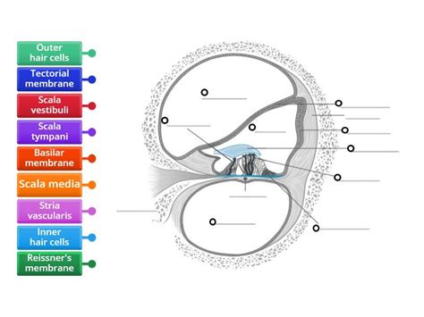 Unrolled Cochlea Cross Section Labelled Diagram