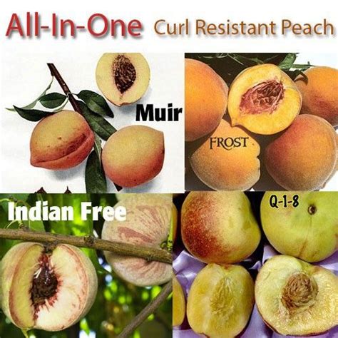 Peach Leaf Curl Resistant Peaches 3 On 1 Multiple Grafted Fruit Tree