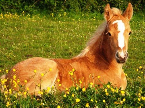Cute Horse Wallpapers Top Free Cute Horse Backgrounds Wallpaperaccess