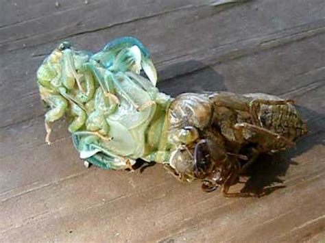 Barely detectable vibrations and movements widen the split and the soft body of the emerging. shedding cicada - YouTube