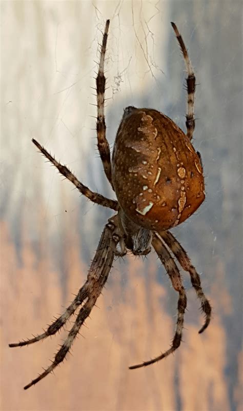 Free Images Nature Fauna Invertebrate Close Up Arachnid Argiope
