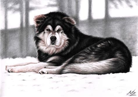 My dad decided to help my dog get used to baths by placing treats in the tub. Alaskan Malamute Drawing by Nicole Zeug