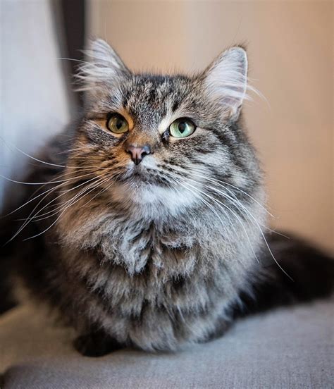 Siberian Cat Breed Guide History Diet Grooming And More