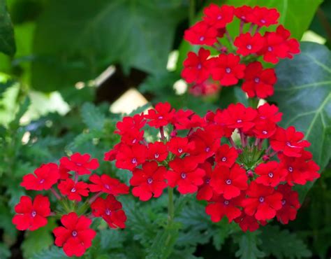 10 Beautiful Bold Red Annuals For Your Garden Garden Lovers Club Annual Flowers Garden