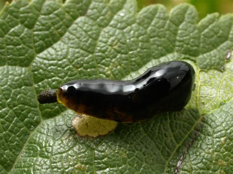 Pear Slug Sawfly Larva Flickr Photo Sharing
