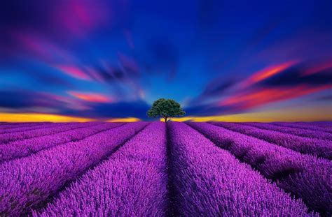 Download Purple Flower Sunset Tree Sky Field Nature Lavender Hd Wallpaper