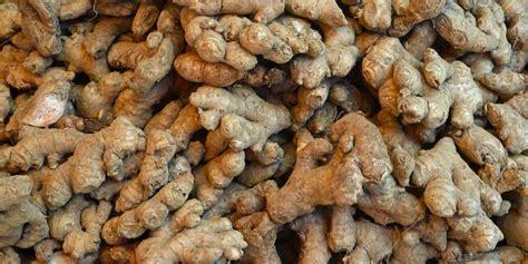 Ginger Root Benefits And Information All Things Here
