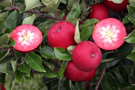 Red Fleshed Apple Variety Makes Commercial Breakthrough Hort News