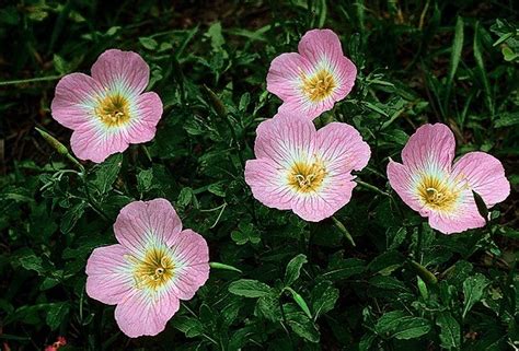 Wildflowers Of Texas The Pink Evening Primrose Oenothera Speciosa