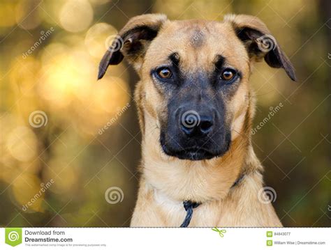 Shepherd Mix Breed Dog Stock Image Image Of Mixed Fawn 84843077