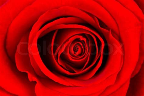 Close Up Of A Bright Red Rose Stock Image Colourbox