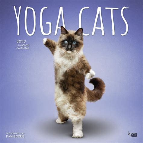 Buy Yoga Cats 2022 Square Wall Calendar At Mighty Ape Nz