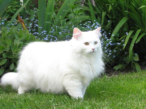 Big White Fluffy Cat Breeds | Fluffy cat breeds, Cat background, White cat breeds
