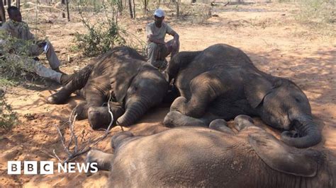 Stropers Doden Bijna Negentig Olifanten In Botswana Nrc