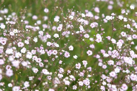 Babys Breath Plant Care And Growing Guide