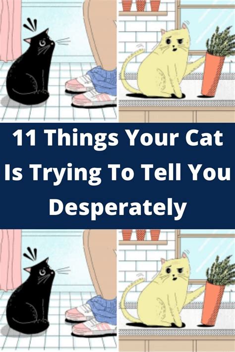 11 things your cat is trying to tell you desperately